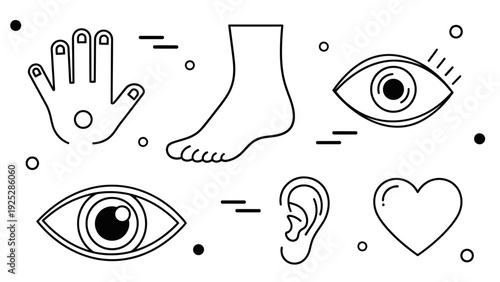 Human Body Parts Simple Line Art Icons.