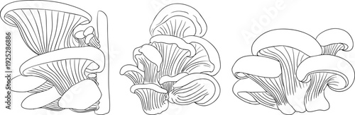 Vector detailed hand drawn mushroom illustration set in line style, black and white ink drawing art, organic forest fungi, trending botanical artwork