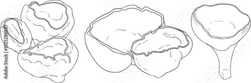 Vector detailed hand drawn mushroom illustration set in line style, black and white ink drawing art, organic forest fungi, trending botanical artwork