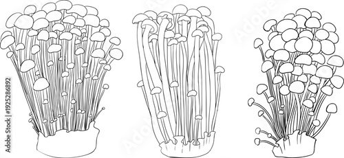 Vector detailed hand drawn mushroom illustration set in line style, black and white ink drawing art, organic forest fungi, trending botanical artwork