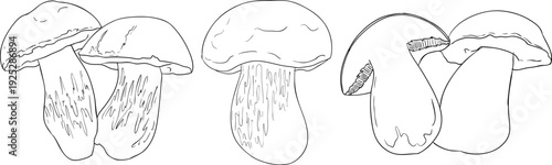 Vector detailed hand drawn mushroom illustration set in line style, black and white ink drawing art, organic forest fungi, trending botanical artwork