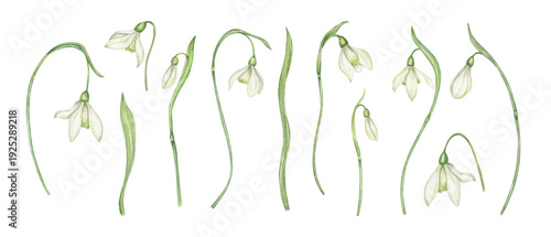White snowdrops set with flowers, stems and buds watercolor illustration on isolated background. White flowers, early spring botanical clip art for Easter greeting card, floral design.