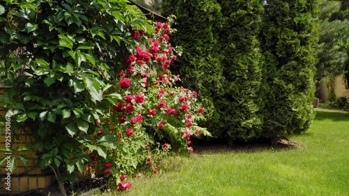 Beautiful rose bush with vibrant red flowers beside brick wall, lush green hedge and manicured lawn, sunny summer spring backyard garden scene