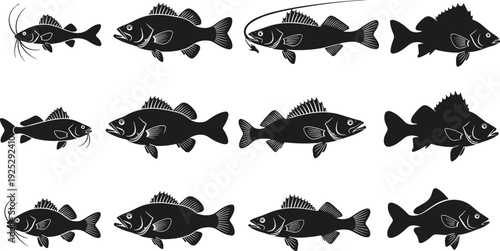 Black vector silhouette set of twelve diverse freshwater and saltwater fish including bass catfish and walleye for fishing sports angling branding and aquatic advertising