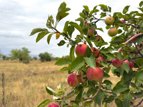 Wild apples growing on a tree branch in natural environment, ripe red fruits among green leaves in summer.