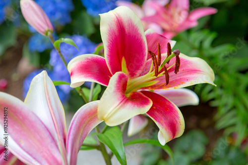 Macro pink lily flower isolated on green garden background.