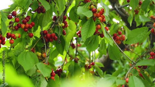 Ripe sweet cherries growing on tree branches, red berries among green leaves, sunny summer orchard scene, close up of red cherries hanging on tree