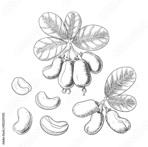 Black and white botanical of cashew nuts and leaves fruit leaf branch