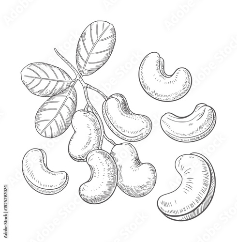 Black and white botanical of cashew nuts a branch with leaves seed leaf