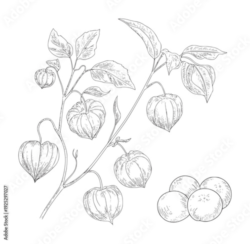 Black and white botanical of physalis plant with fruits and leaves