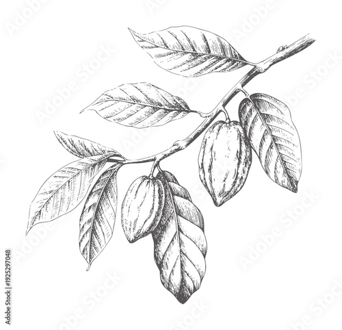 Black and white botanical of cocoa pods a branch with leaves cacao fruit