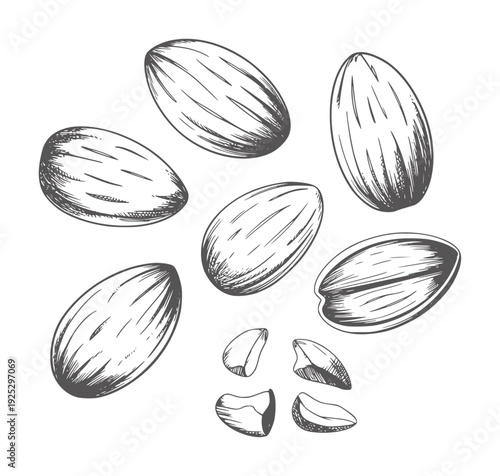 Black and white hand drawn of whole and broken almonds nuts food healthy ingredient