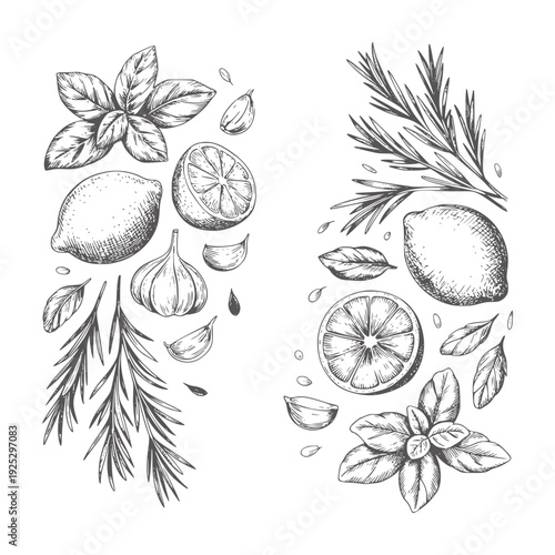 Black and white hand drawn of lemons garlic basil and rosemary