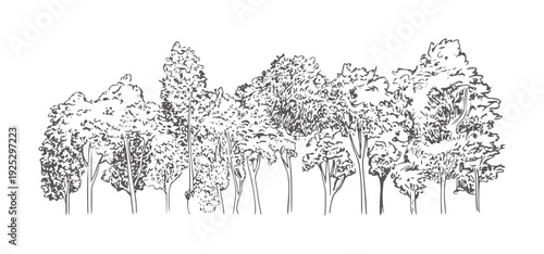 Black and white line of a dense row of deciduous trees