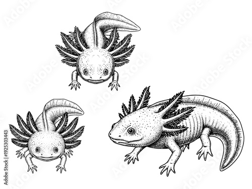 Axolotl detailed engraving illustration mystical amphibian tattoo
