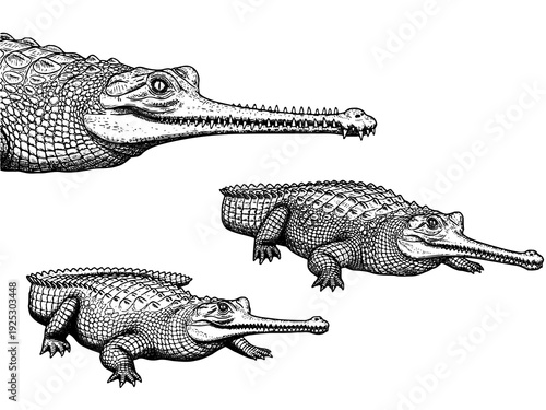 Gharial crocodile long snout engraving illustration river predator
