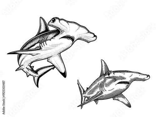 Hammerhead shark front view engraving illustration ocean predator