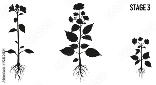 Illustration of plant growth stages with roots and flowers in a simple diagram