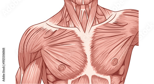 Detailed anatomical illustration of the human male chest muscles including pectoralis major and neck muscle structures for medical study.