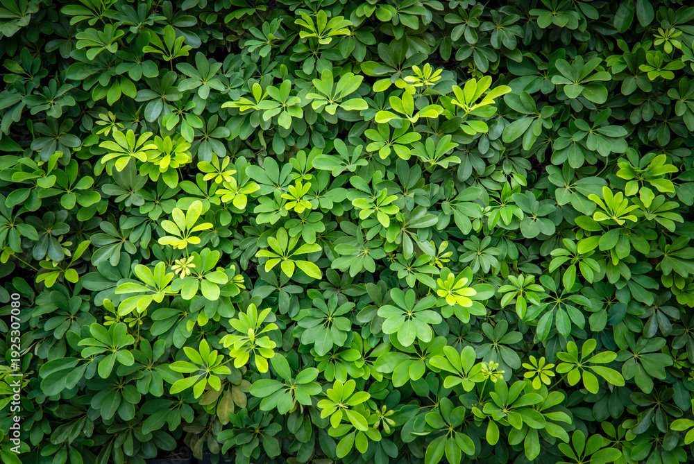 Fototapeta premium Umbrella Tree, Octopus tree , Schefflera arboricola Hayata cv, araliaceae. Green leafs background, nature background, for building a fence.