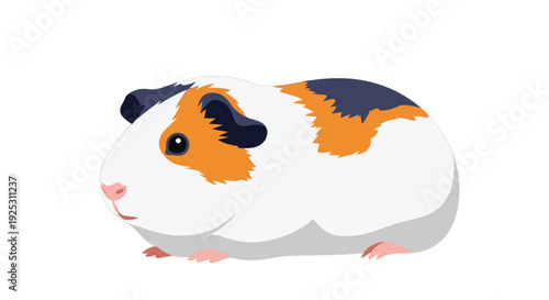 Small tricolor guinea pig with white, orange, and black fur sits quietly on a plain white background as a cute domestic pet.