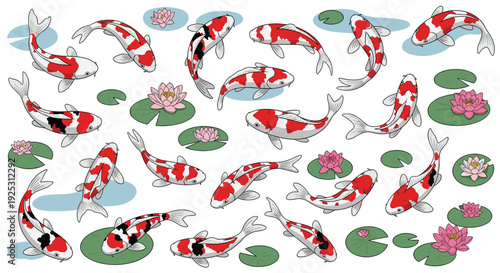 Elegant koi fish swimming gracefully among pink lotus flowers and green lily pads in a serene garden pond water scene.