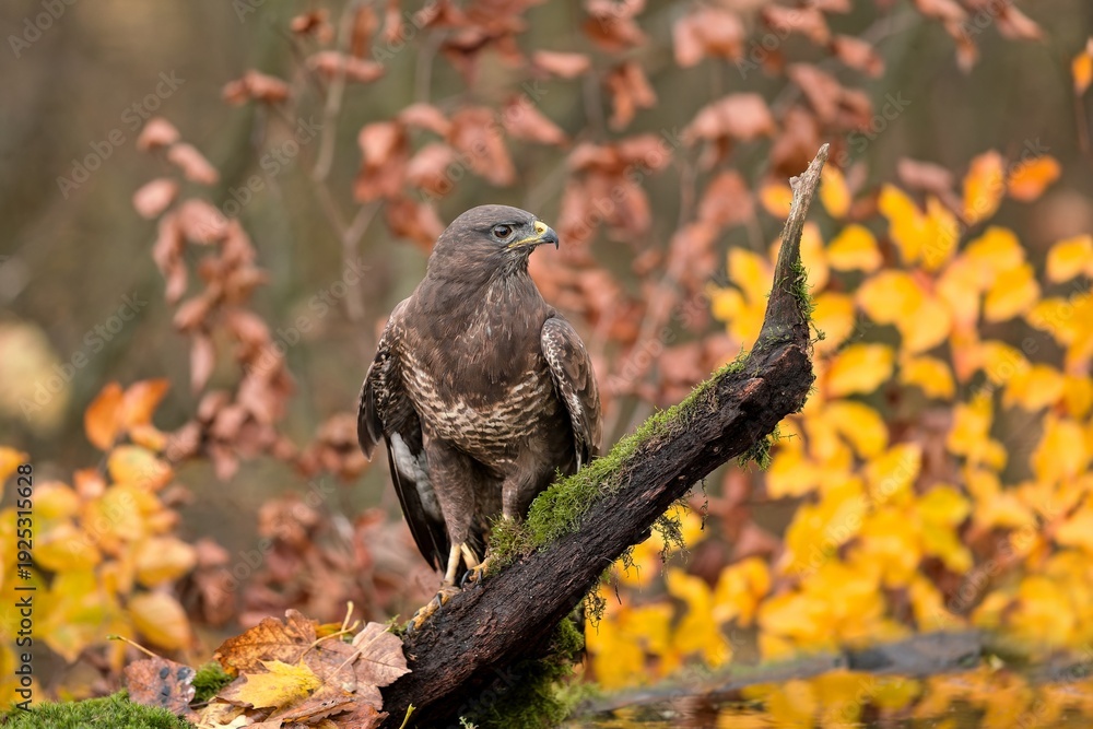 Obraz premium Buteo buteo. A common buzzard in the nature habitat. Autumn scene with a common buzzard. 