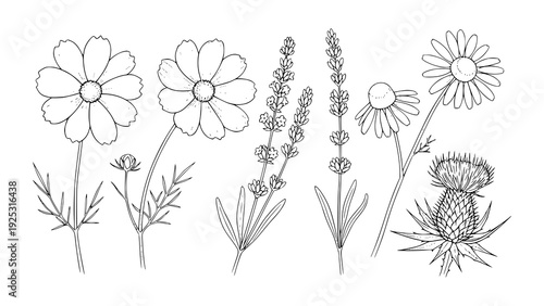 Detailed botanical collection of hand-drawn wildflower line art illustrations featuring daisy, lavender, chamomile, and thistle in a monochrome sketch style for natural design graphics
