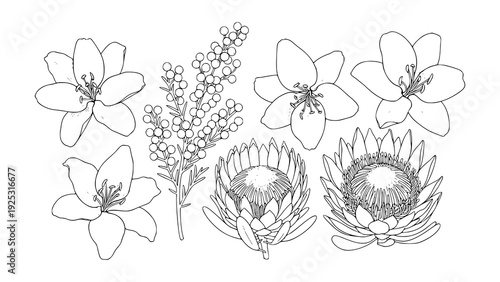 Elegant hand-drawn botanical illustrations capturing the delicate beauty and natural diversity of blooming flowers, an artistic concept for various design and decorative applications