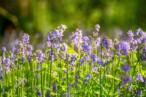 Blossoming lovely spring violet-blue flowers - common bluebells or hyacinthoides, Belgium