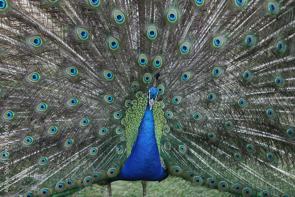 Fototapeta premium beautiful peacock bird fully displaying colorful tail feathers