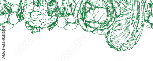 Seamless cabbage border. Vector illustration in sketch style.