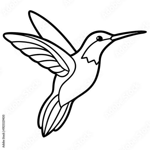 Hummingbird line art vector