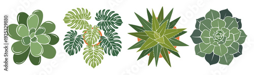 Top-down flat illustration set of succulents, monstera, and aloe plants with white outlines on transparent background.
