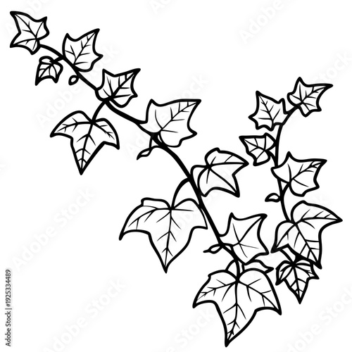 Ivy line art vector