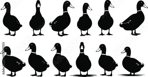 Duck silhouette, black duck, vector bird, animal icon, wildlife clipart, flying duck, white face, isolated, graphic, pose, left, right, neck detail, 