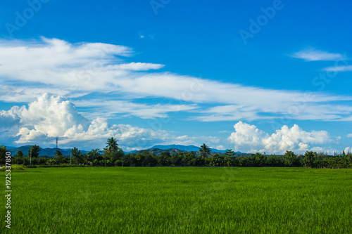 green rice field with beauty sky in Thailand