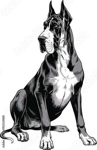 Black and white of a sitting Dane dog animal
