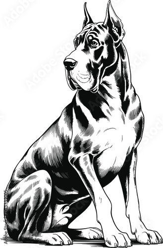 Black and white of a sitting Dane dog animal 1