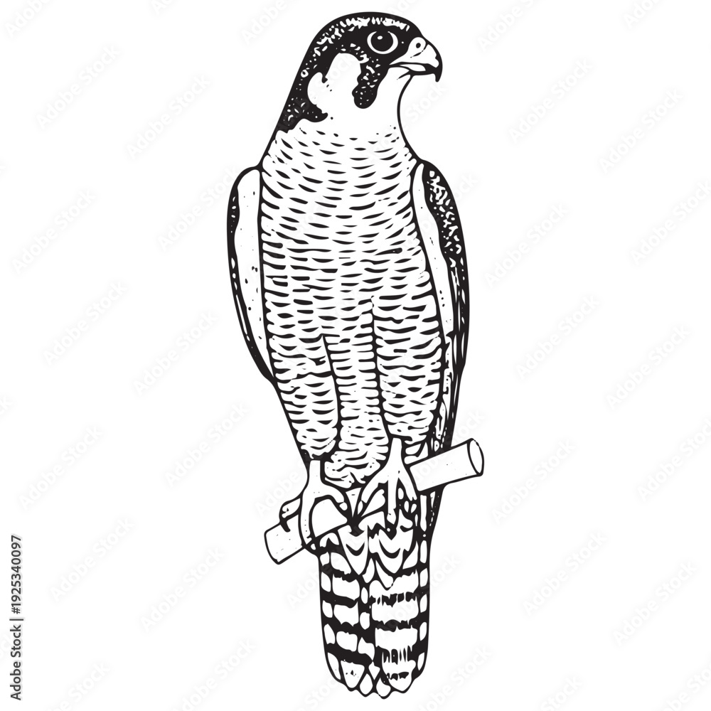 Fototapeta premium Vintage Falcon Perched Alert Pose Engraving Detailed Wildlife Bird Illustration