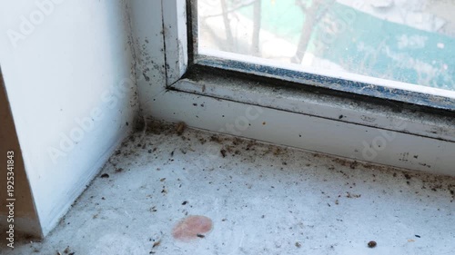 Close-up of a dirty window with dust, mold stains and dead insects on the windowsill. Slow panning shot from left to right along a single glass pane. Concept of neglect, poor hygiene, pollution, aband
