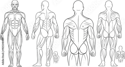 Human body muscle anatomy from multiple angles front back