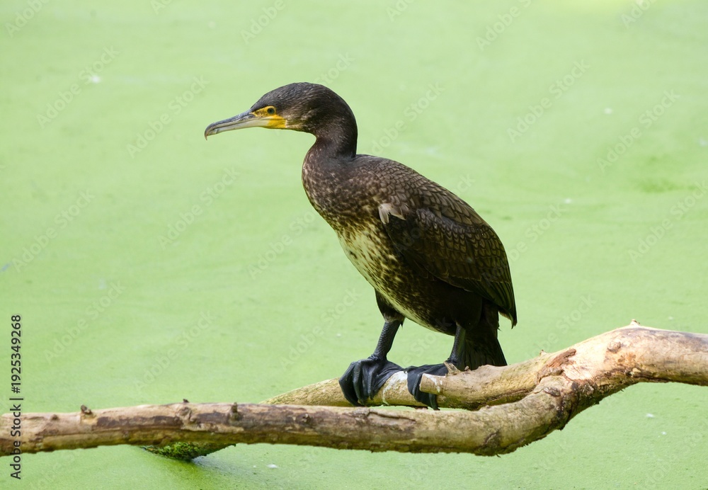 Fototapeta premium Great cormorant