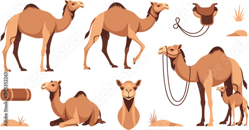 Camel Animal Vector Collection Desert Caravan Dromedary with Saddle Rope and Calf Standing Walking Sitting for Travel and Nomadic Design.