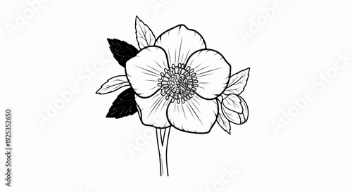 A delicate black and white line drawing of a hellebore flower with buds and leaves