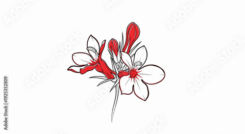 A striking sketch of red and white flowers with thin lines