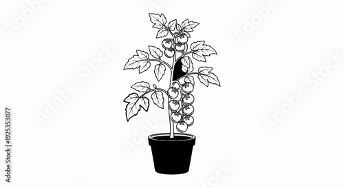 A black and white illustration of a healthy tomato plant bearing fruit in a pot