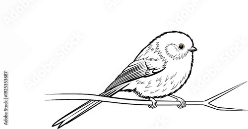 Delicate sketch of a small, fluffy bird with a long tail perched on a thin branch