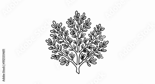 Delicate branching foliage with a whimsical, outlined, airy appearance