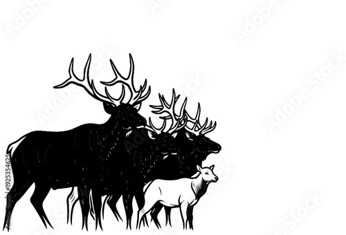 A group of black elk and one white deer stand together